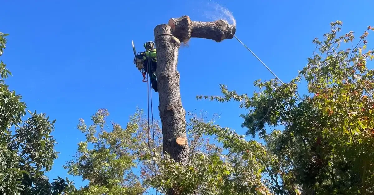 Tree Removal