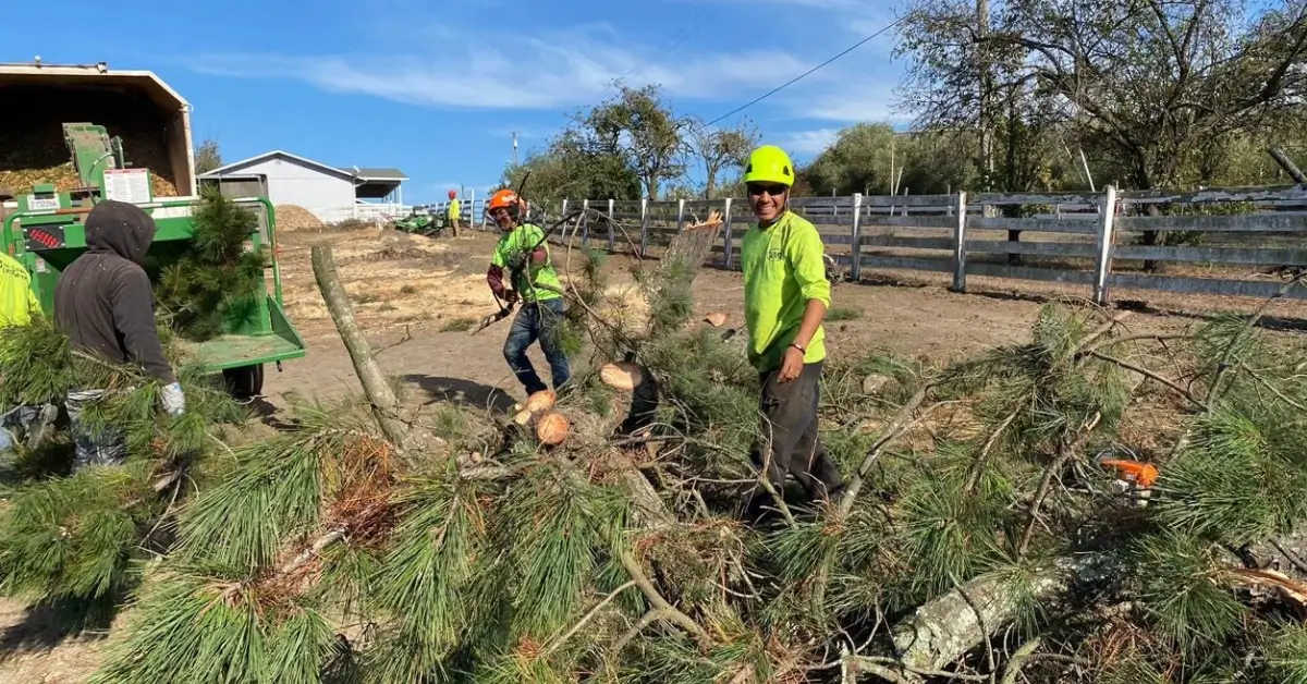 Tree Near a Power Line: Who Handles Removal and Line Clearance?