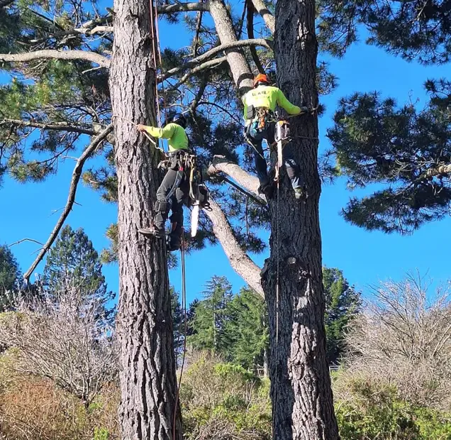 About Vema Tree Service