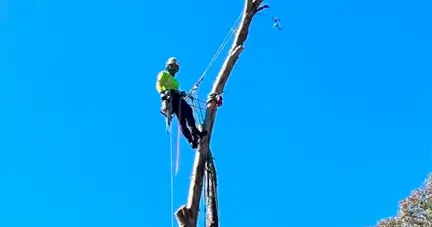 Vema Tree Services