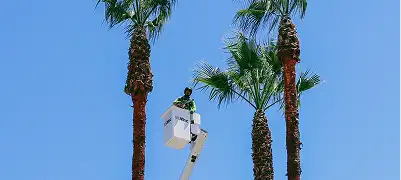 Large tree removal with crane support near homes in Santa Rosa