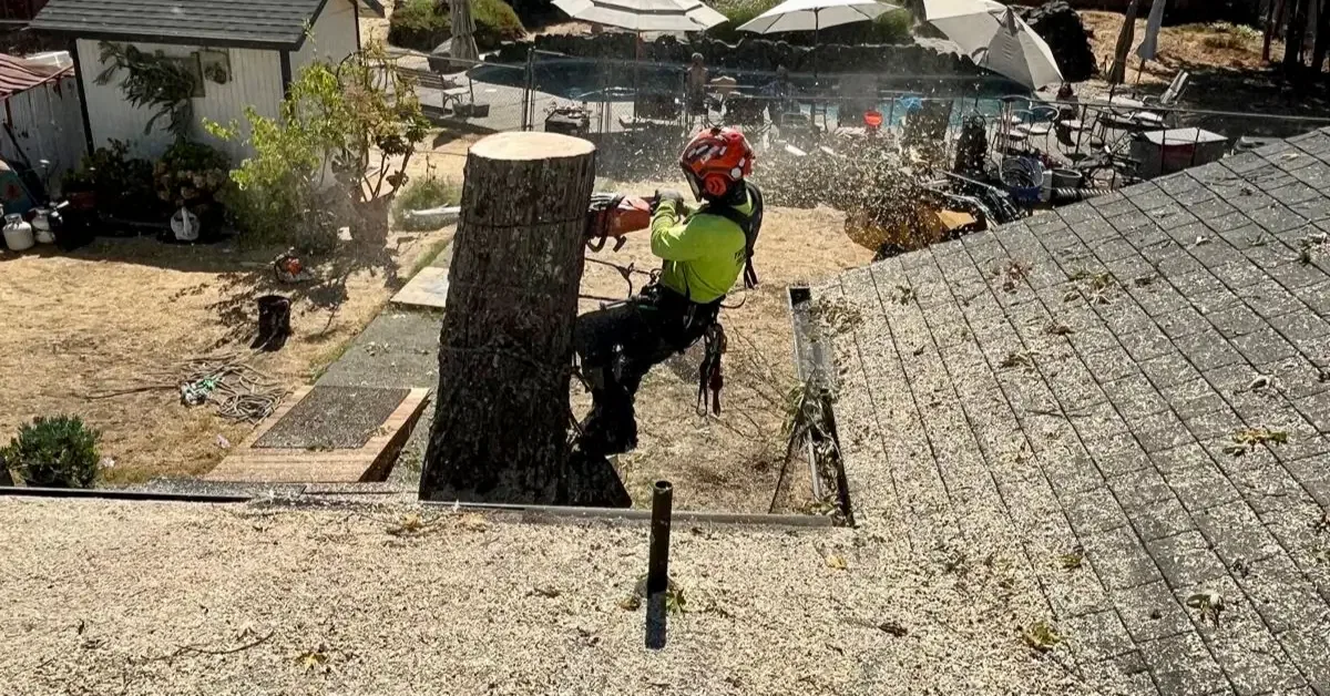 How Much Does It Cost to Cut Down a Tree in Santa Rosa & Sonoma County?