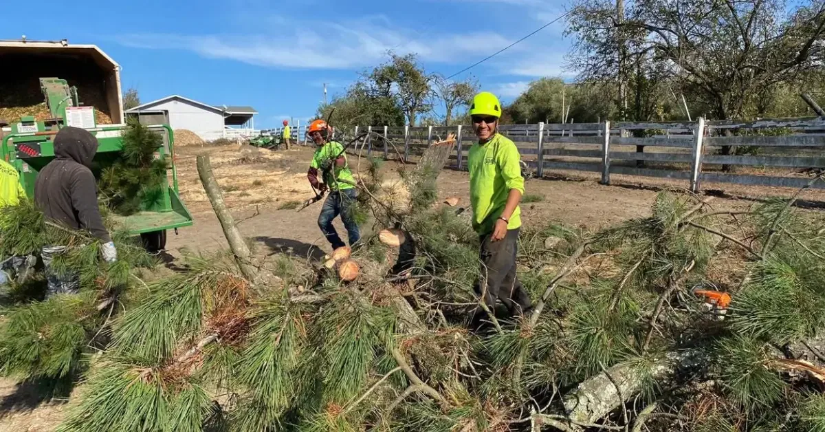 Tree Near a Power Line: Who Handles Removal and Line Clearance?