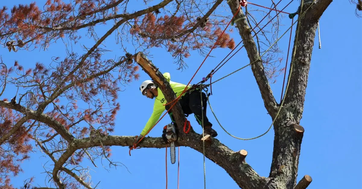 How to Tell If a Tree Is Hazardous (Warning Signs Homeowners Miss)