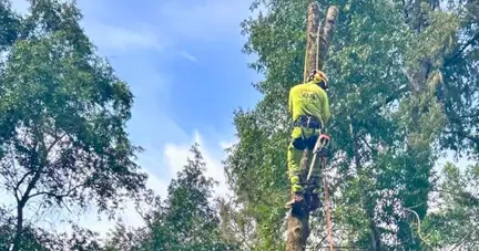 Vema Tree Services