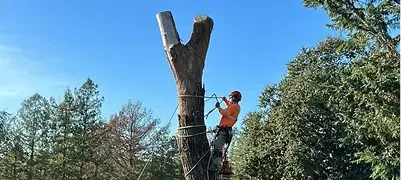 Complex removals on limited-access properties in Petaluma