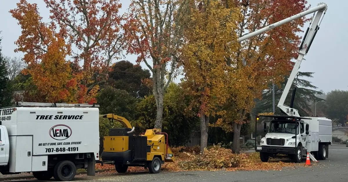 Tree Trimming