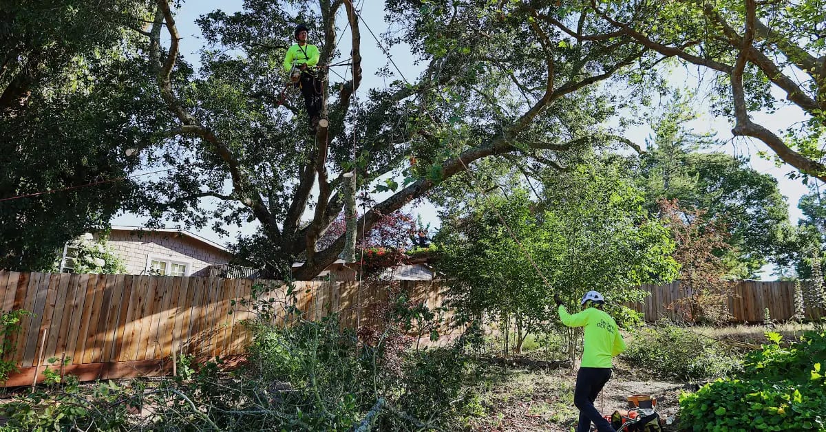 Tree Pruning